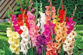 gladiolos