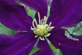 coeur de clÃ©matite jigsaw puzzle