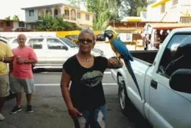 La cotorra de Cayey jigsaw puzzle