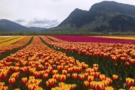 tulip fields