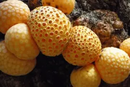 setas patagÃ³nicas