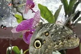 Mariposa de Mindo jigsaw puzzle