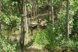 KILIMAMBOGO ALVEARI jigsaw puzzle