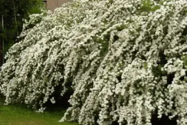 corona de novia jigsaw puzzle