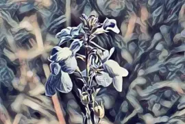 Small wildflower1 (photo edited)