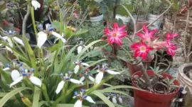 פאזל של flores