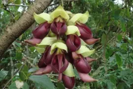 ç¦¾é›€èŠ± jigsaw puzzle