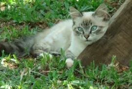 descanso jigsaw puzzle