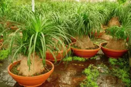 beaucarnea recurvata jigsaw puzzle