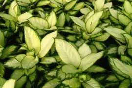 dieffenbachia camila jigsaw puzzle