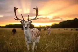 imagens jigsaw puzzle