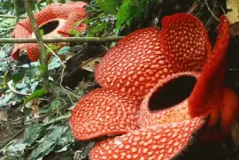 rafflesia arnoldii jigsaw puzzle