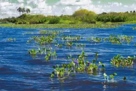 Laguna del IberÃ¡. Corrientes. Argentina jigsaw puzzle