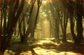 FLORESTA jigsaw puzzle