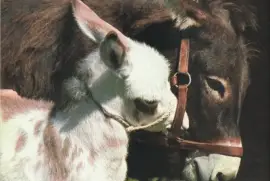 FeliÃ§ Dia de la Mare