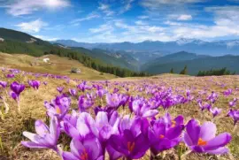 NATUREZA jigsaw puzzle