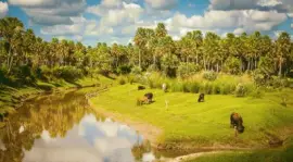 Arroyo Los Amores. Santa Fe. Argentina jigsaw puzzle