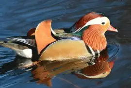 DÃ­a Internacional de las Aves