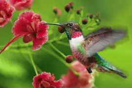 DÃ­a Internacional de las Aves