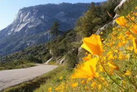 NATUREZA jigsaw puzzle