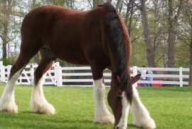 horse_color_ jigsaw puzzle