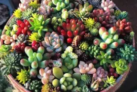 cactus, garden, nature