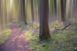 פאזל של Enchanted Forest