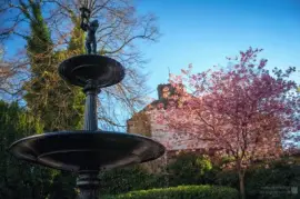 פאזל של Spring fountain blossom