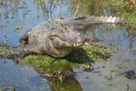 yacarÃ© correntino