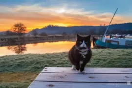 Cat Sunrise jigsaw puzzle