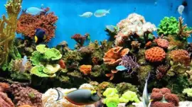 Under the Sea jigsaw puzzle