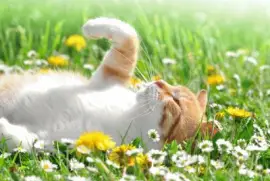 Cat Flowers jigsaw puzzle