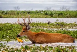 Esteros del IberÃ¡. Corrientes. Argentina jigsaw puzzle