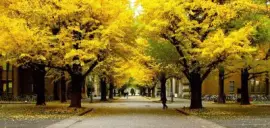 imagens jigsaw puzzle