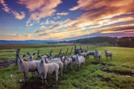 Ninja Sheep sunrise jigsaw puzzle