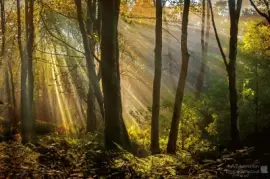 Forest Golden Hour jigsaw puzzle