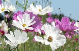 flores jigsaw puzzle