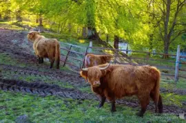 Highland Cattle jigsaw puzzle