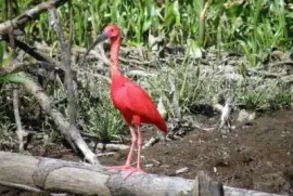 ibis escarlata