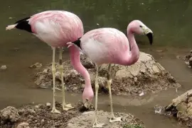 flamencos