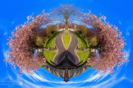 blossom world globe jigsaw puzzle