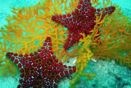 Estrella de Mar jigsaw puzzle