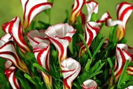 oxalis versicolor jigsaw puzzle