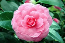 camelia japÃ³nica jigsaw puzzle