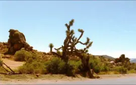 summer-167 jigsaw puzzle