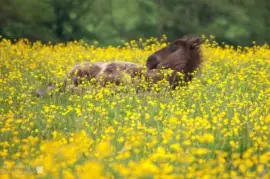 Foal in Buttercups jigsaw puzzle