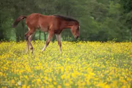 Foal in Buttercups 2 jigsaw puzzle