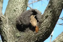 hornero jigsaw puzzle