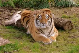 descansando jigsaw puzzle