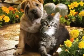 amistad jigsaw puzzle